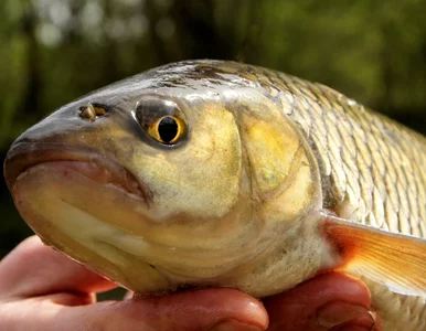 Miniatura: Niby pospolita ryba, ale jaki okaz!...